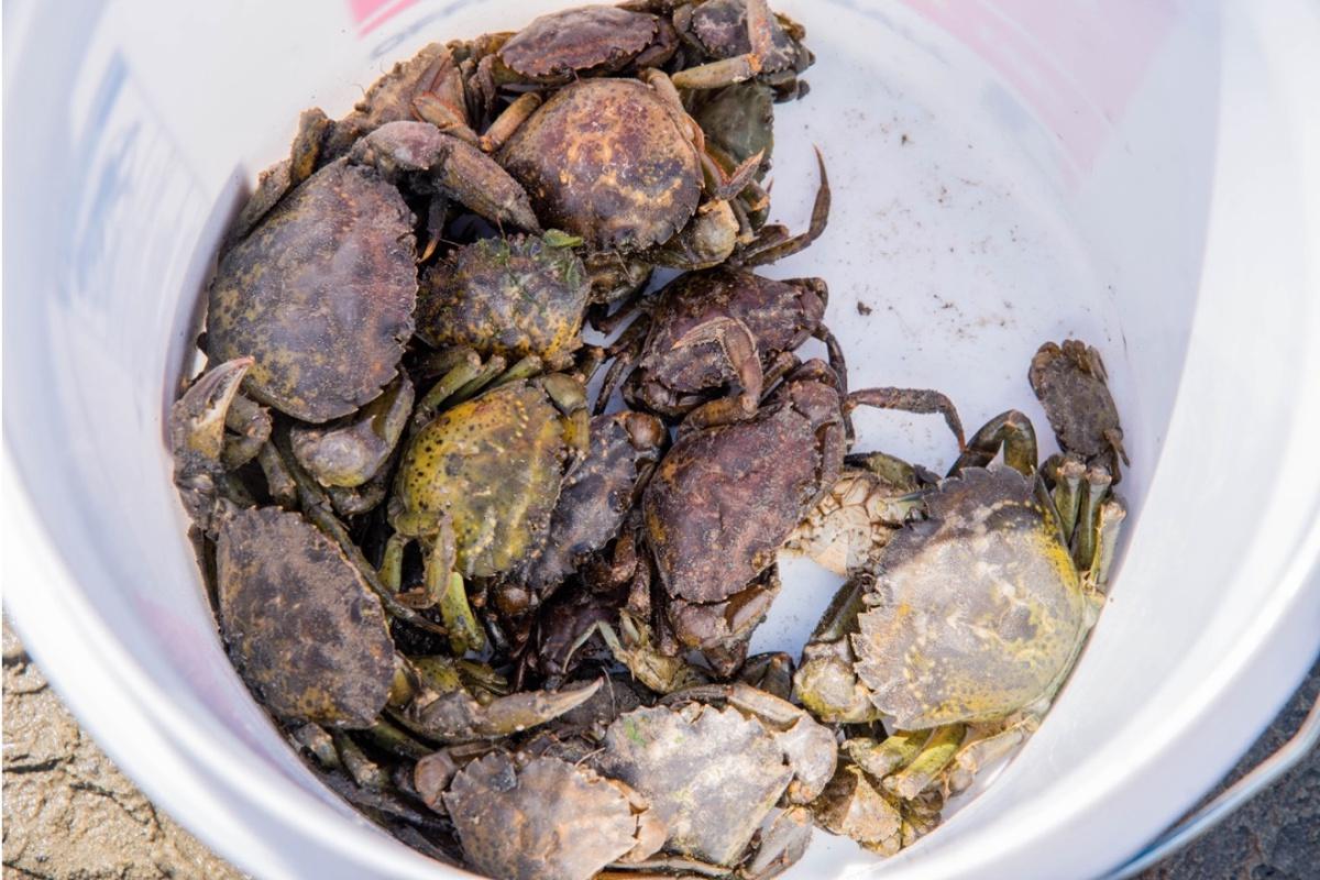 Green crabs in a white bucket