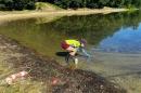 Researcher Christine Bunyon collects a cyanobacteria sample from Keyser Pond in Henniker, New Hampshire. 